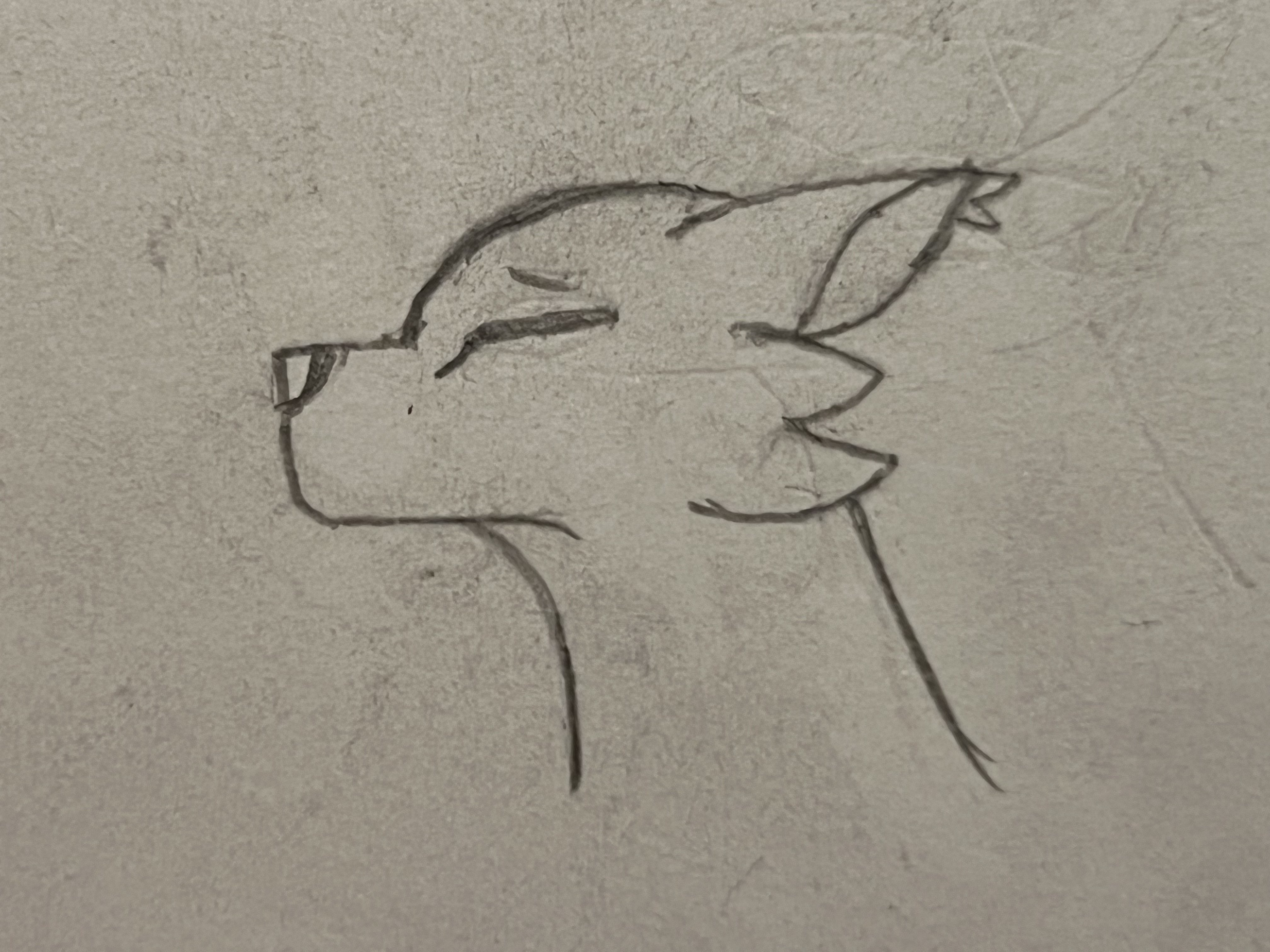 A cool cat